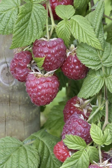 Gerahmter Druck : Reife Himbeere auf dem Busch Gerahmter Druck : Reife Himbeere auf dem Busch