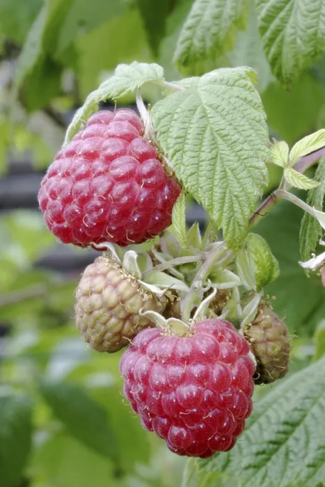 Gerahmter Druck : Reife Himbeere auf dem Busch. Gerahmter Druck : Reife Himbeere auf dem Busch.
