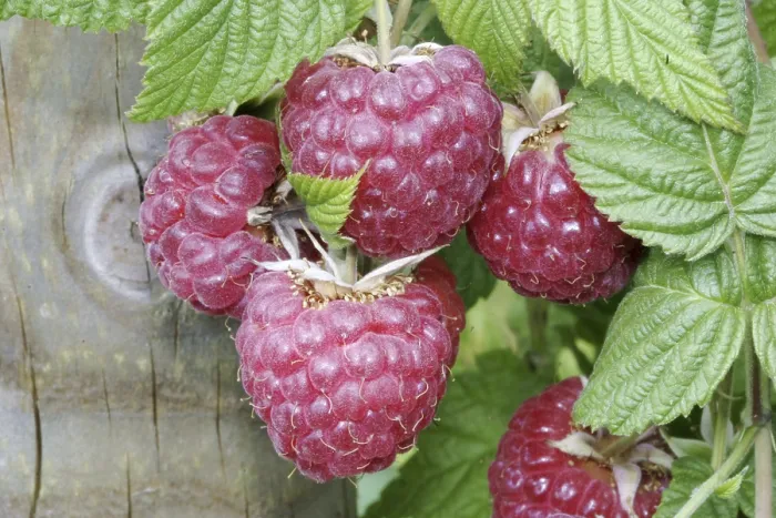 Gerahmter Druck : Reife Himbeere am Busch. Gerahmter Druck : Reife Himbeere am Busch.