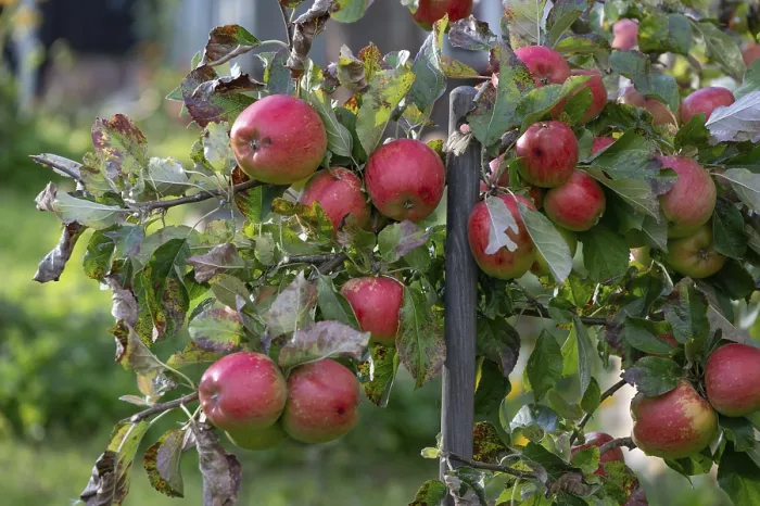 Gerahmter Druck : Reife, rote Äpfel an einem Baum (Malus). Gerahmter Druck : Reife, rote Äpfel an einem Baum (Malus).