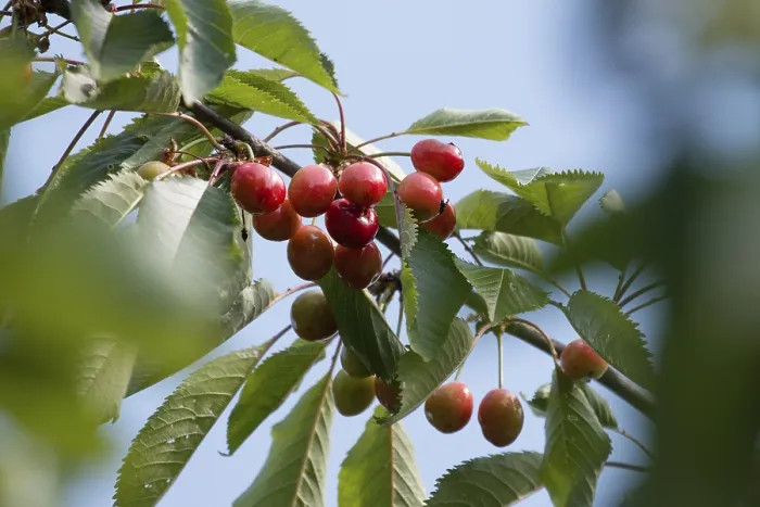 Gerahmter Druck : Reife rote Kirschen an einem Kirschbaum. Gerahmter Druck : Reife rote Kirschen an einem Kirschbaum.