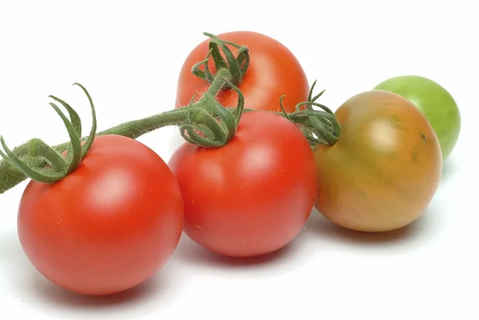 Gerahmter Druck : Reifes Tomaten, Tomaten
