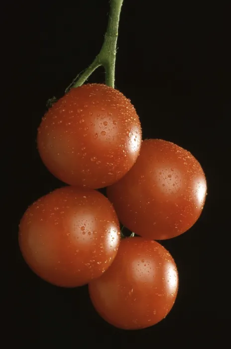 Gerahmter Druck : Reife Tomaten Gerahmter Druck : Reife Tomaten