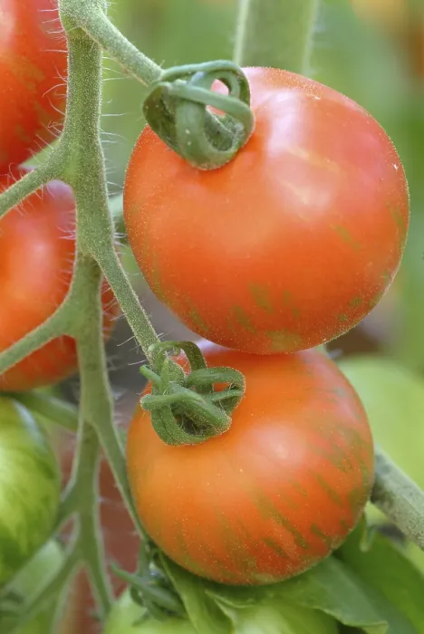 Gerahmter Druck : Reife Tomaten. Gerahmter Druck : Reife Tomaten.