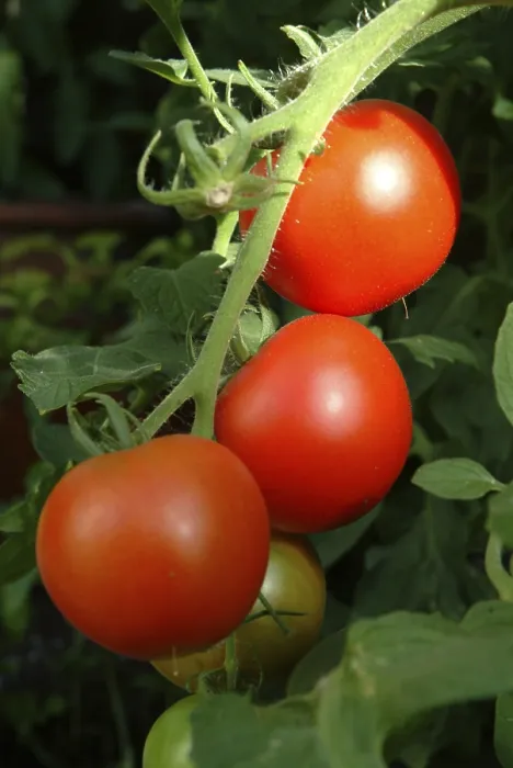 Gerahmter Druck : Reife Tomaten. Gerahmter Druck : Reife Tomaten.