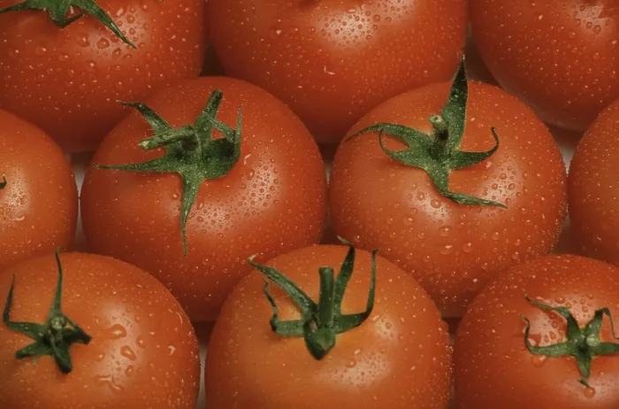 Gerahmter Druck : Reife Tomaten. Gerahmter Druck : Reife Tomaten.