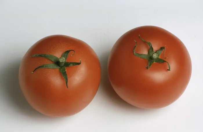 Gerahmter Druck : Reife Tomaten. Gerahmter Druck : Reife Tomaten.