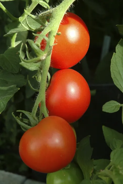 Gerahmter Druck : Reife Tomaten Gerahmter Druck : Reife Tomaten