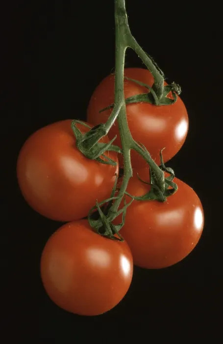 Gerahmter Druck : Reife Tomaten. Gerahmter Druck : Reife Tomaten.