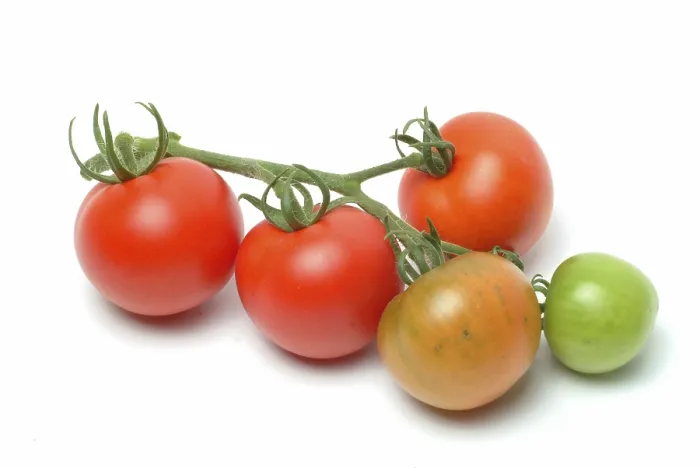 Gerahmter Druck : Reife Tomaten Gerahmter Druck : Reife Tomaten