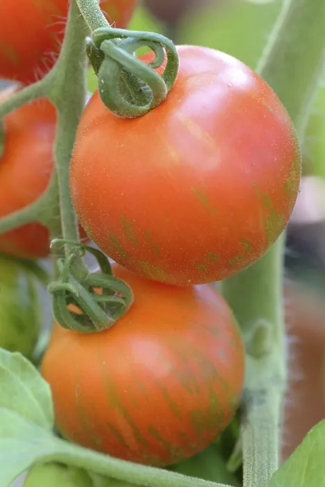 Gerahmter Druck : Reife Tomaten. Gerahmter Druck : Reife Tomaten.