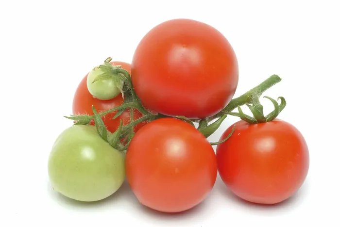 Gerahmter Druck : Reife Tomaten Gerahmter Druck : Reife Tomaten
