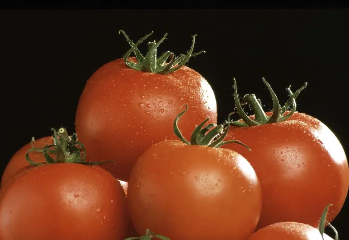 Gerahmter Druck : Reife Tomaten Gerahmter Druck : Reife Tomaten