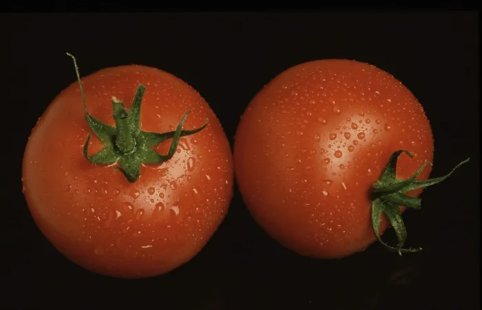 Gerahmter Druck : Reife Tomaten Gerahmter Druck : Reife Tomaten