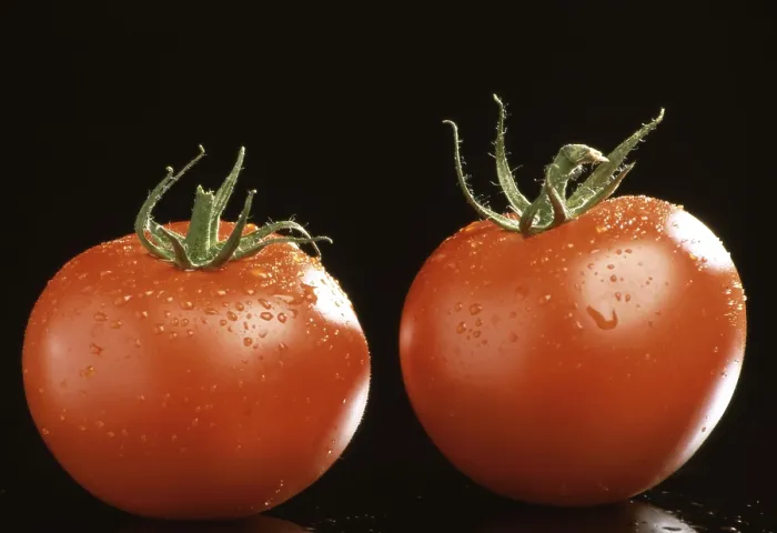 Gerahmter Druck : Reife Tomaten Gerahmter Druck : Reife Tomaten