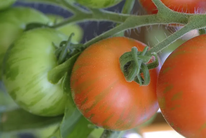 Gerahmter Druck : Reife Tomaten. Gerahmter Druck : Reife Tomaten.