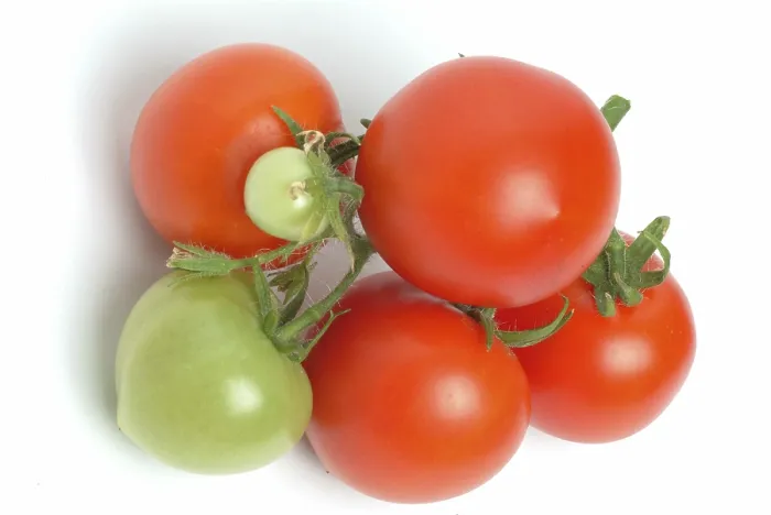 Gerahmter Druck : Reife Tomaten Gerahmter Druck : Reife Tomaten