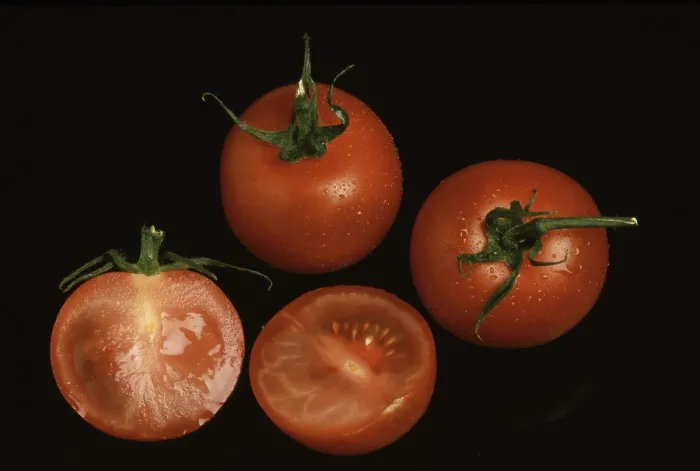 Gerahmter Druck : Reife Tomaten Gerahmter Druck : Reife Tomaten