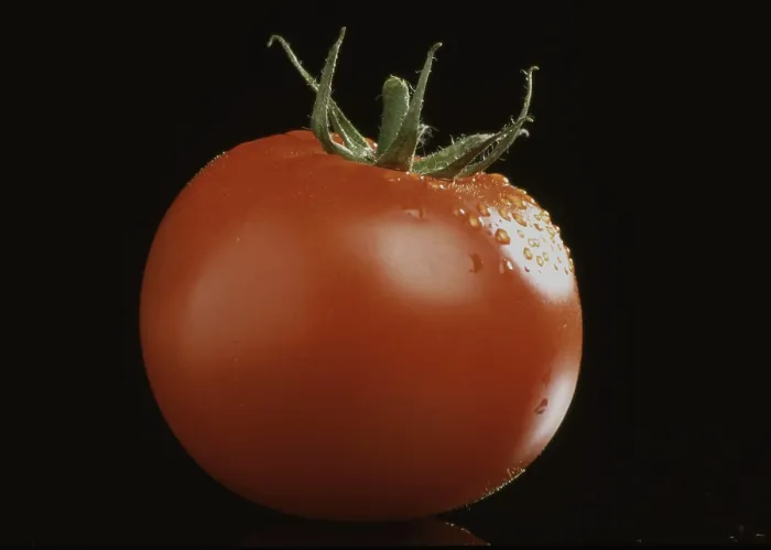 Gerahmter Druck : Reife Tomaten Gerahmter Druck : Reife Tomaten