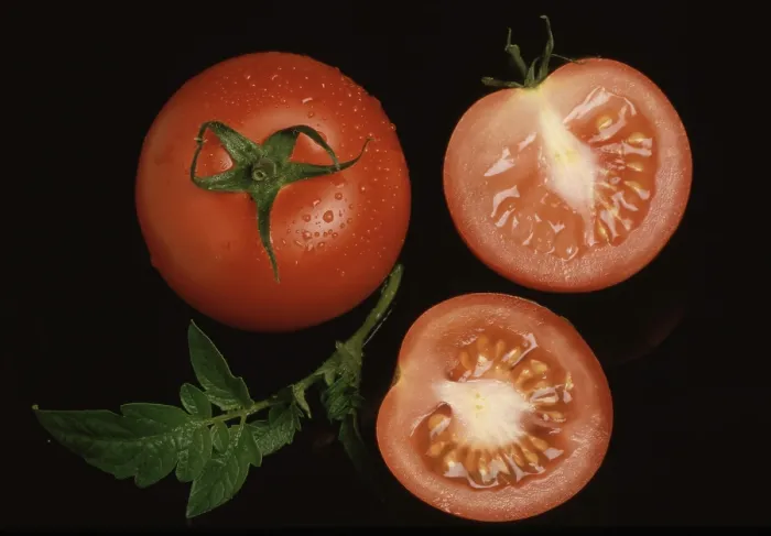 Gerahmter Druck : Reife Tomaten Gerahmter Druck : Reife Tomaten