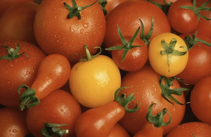 Gerahmter Druck : Reife Tomaten, verschiedene, Mix. Gerahmter Druck : Reife Tomaten, verschiedene, Mix.