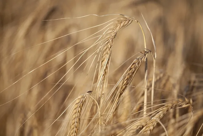 Gerahmter Druck : Reifes Weizen im Feld im Sommer. Gerahmter Druck : Reifes Weizen im Feld im Sommer.