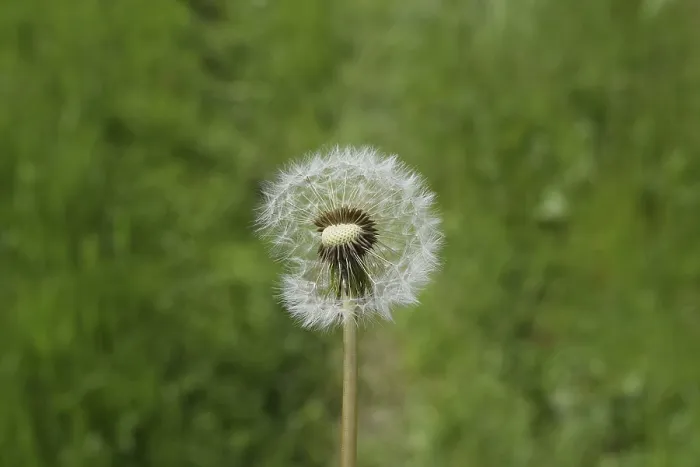 Gerahmter Druck : Reifes Löwenzahn im Gras. Gerahmter Druck : Reifes Löwenzahn im Gras.