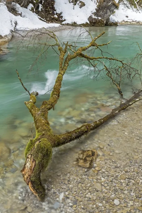 Gerahmter Druck : Am Rissbach im Winter. Gerahmter Druck : Am Rissbach im Winter.
