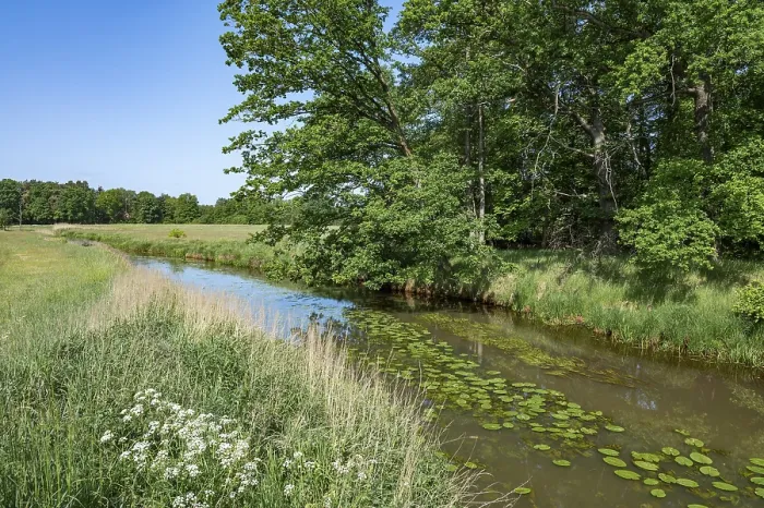 Gerahmter Druck : Fluss Aller, Eichen (Quercus) Gerahmter Druck : Fluss Aller, Eichen (Quercus)