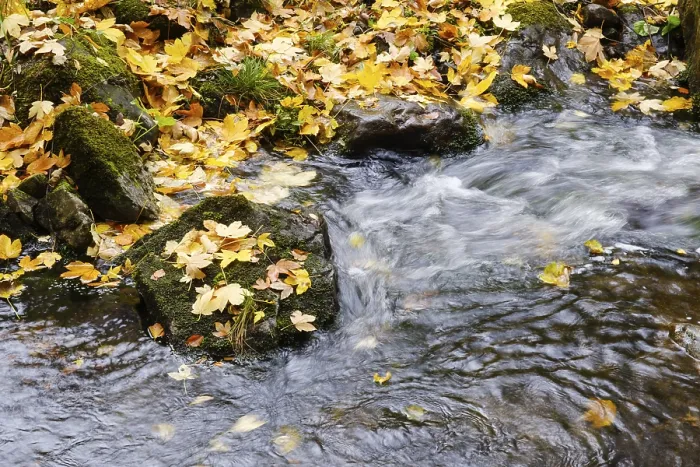 Gerahmter Druck : Der Ecker mit Herbstlaub im Eckertal. Gerahmter Druck : Der Ecker mit Herbstlaub im Eckertal.