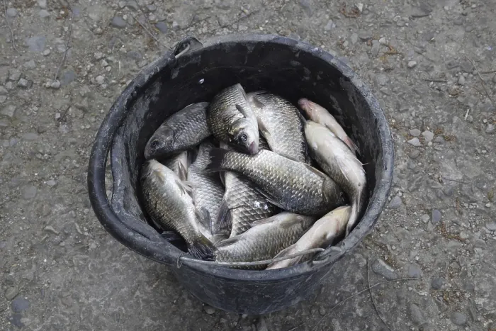 Gerahmter Druck : Fischfang in einem Plastikbehälter. Gerahmter Druck : Fischfang in einem Plastikbehälter.