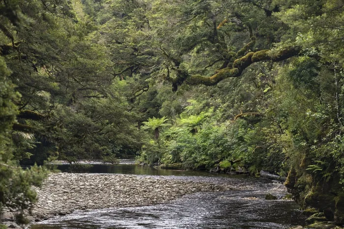 Gerahmter Druck : Der Fluss fließt durch Regenwald. Gerahmter Druck : Der Fluss fließt durch Regenwald.