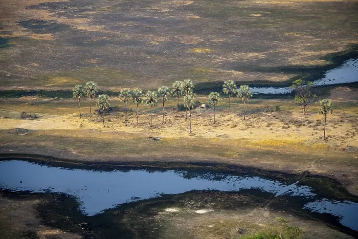 Gerahmter Druck : Flusslandschaft mit Palmenbäumen. Gerahmter Druck : Flusslandschaft mit Palmenbäumen.