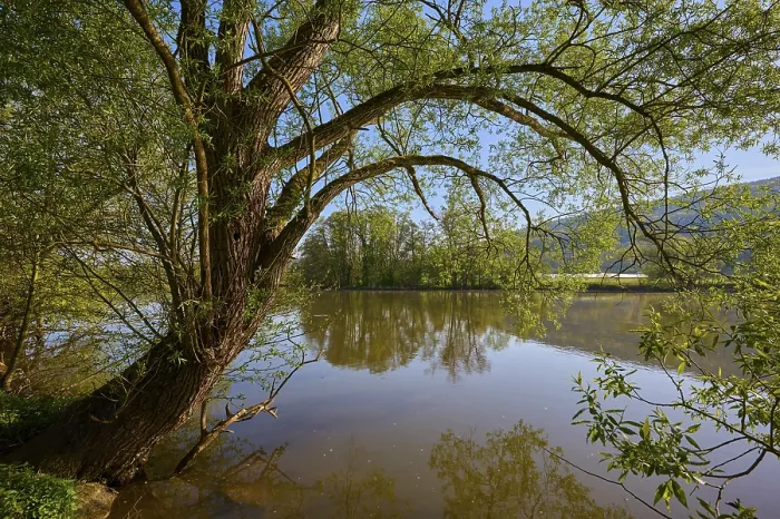 Gerahmter Druck : Flusslandschaft, Baum, Ufer, Quelle Gerahmter Druck : Flusslandschaft, Baum, Ufer, Quelle