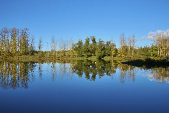 Gerahmter Druck : Fluss, Main, Bäume, Spiegelung Gerahmter Druck : Fluss, Main, Bäume, Spiegelung