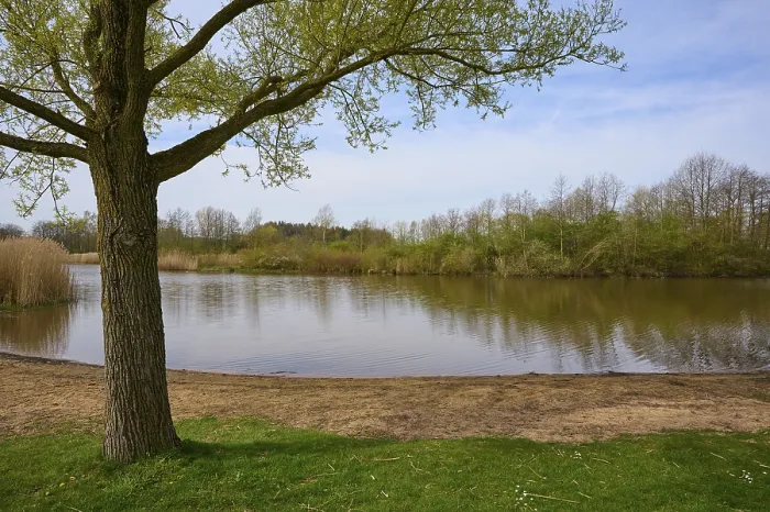 Gerahmter Druck : Fluss, Baum, Badeplatz, Morgen Gerahmter Druck : Fluss, Baum, Badeplatz, Morgen