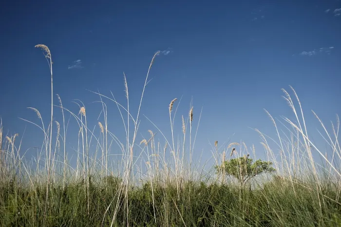 Gerahmter Druck : Uferlandschaft mit Gras.