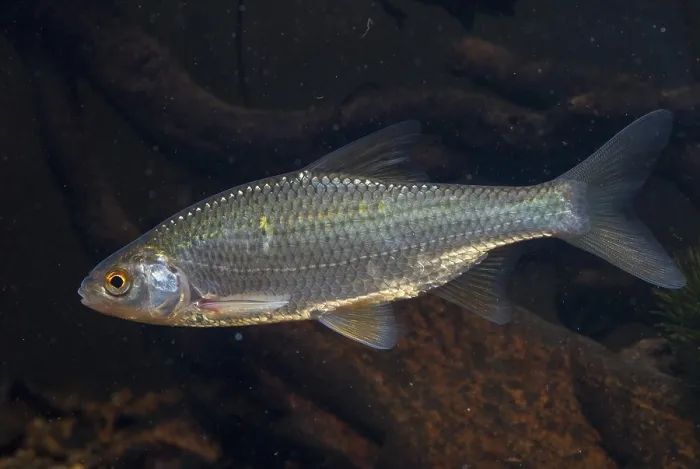 Gerahmter Druck : Aal, Aalbarsch, Schwan, Feder Gerahmter Druck : Aal, Aalbarsch, Schwan, Feder