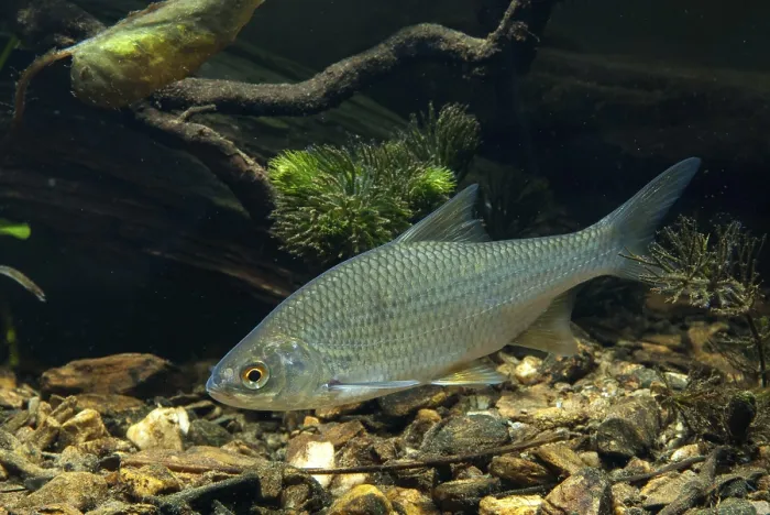 Gerahmter Druck : Käfer, Rutilus rutilus, Schwan, Feder. Gerahmter Druck : Käfer, Rutilus rutilus, Schwan, Feder.