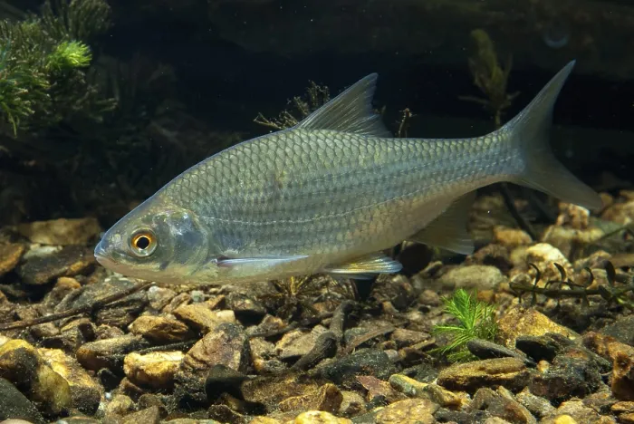 Gerahmter Druck : Krebs, Rutilus rutilus, Schwan, Feder Gerahmter Druck : Krebs, Rutilus rutilus, Schwan, Feder