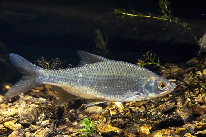 Gerahmter Druck : Käfer, Rutilus rutilus, Schwan, Feder. Gerahmter Druck : Käfer, Rutilus rutilus, Schwan, Feder.