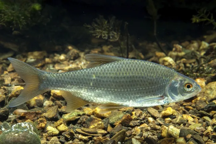 Gerahmter Druck : Käfer, Rutilus rutilus, Schwan, Feder. Gerahmter Druck : Käfer, Rutilus rutilus, Schwan, Feder.