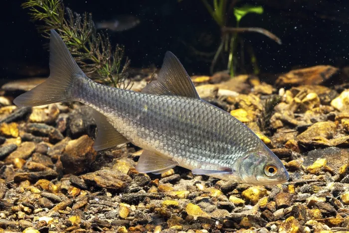 Gerahmter Druck : Krebs, Rutilus rutilus, Schwan, Feder. Gerahmter Druck : Krebs, Rutilus rutilus, Schwan, Feder.