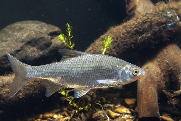 Gerahmter Druck : Krebs, Rutilus rutilus, Schwan, Feder Gerahmter Druck : Krebs, Rutilus rutilus, Schwan, Feder