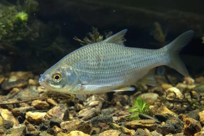 Gerahmter Druck : Krebs, Rutilus rutilus, Schwan, Feder Gerahmter Druck : Krebs, Rutilus rutilus, Schwan, Feder