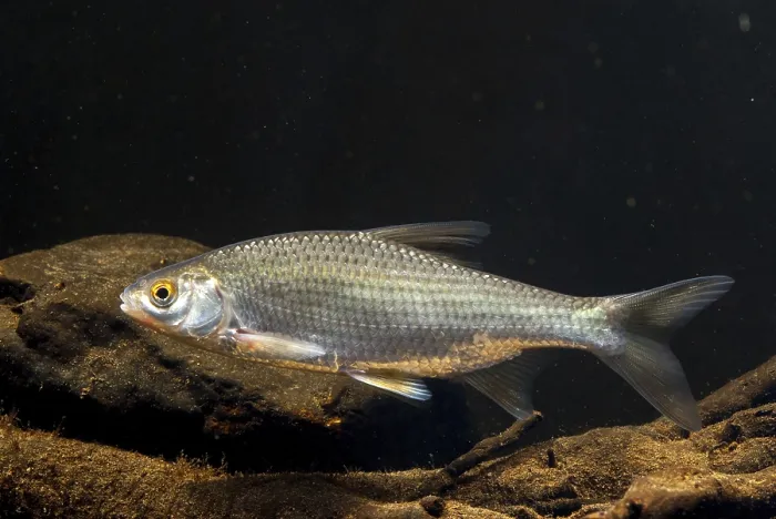 Gerahmter Druck : Käfer, Rutilus rutilus, Schwan, Feder. Gerahmter Druck : Käfer, Rutilus rutilus, Schwan, Feder.