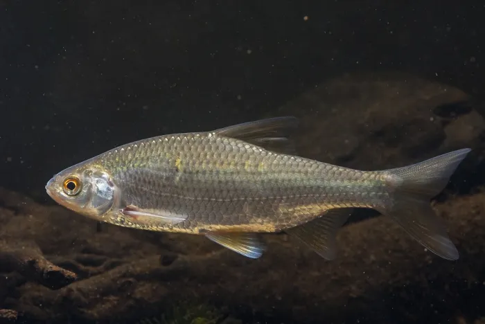 Gerahmter Druck : Krebs, Rutilus rutilus, Schwan, Feder Gerahmter Druck : Krebs, Rutilus rutilus, Schwan, Feder