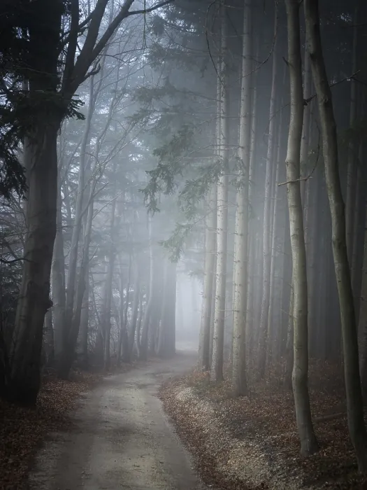 Gerahmter Druck : Straße im dunklen Wald. Gerahmter Druck : Straße im dunklen Wald.