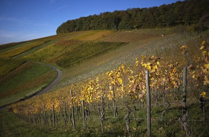 Gerahmter Druck : Straße, Weg durch Weinberg, Reben. Gerahmter Druck : Straße, Weg durch Weinberg, Reben.