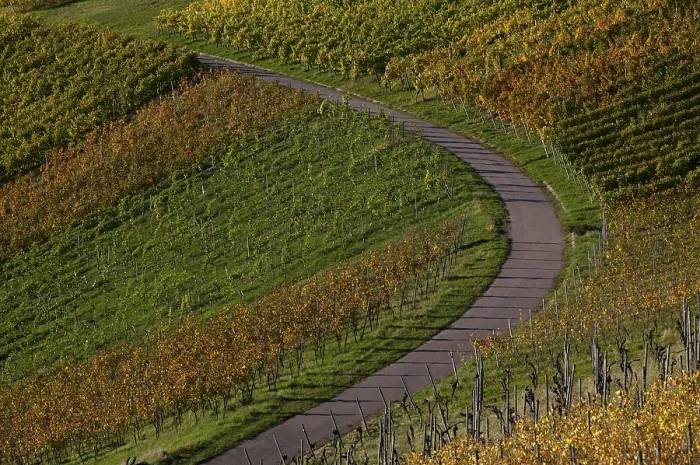 Gerahmter Druck : Straße, Weg durch Weinberg, Reben. Gerahmter Druck : Straße, Weg durch Weinberg, Reben.